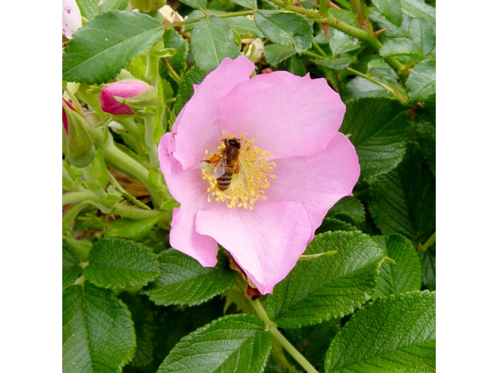 Frau Dagmar Hastrup