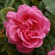 Olympe de Gouges