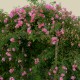 Olympe de Gouges