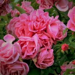 Olympe de Gouges