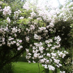 Paul's Himalayan Musk