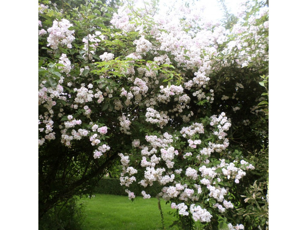 Paul's Himalayan Musk