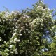 Paul's Himalayan Musk