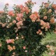 Peach Melba