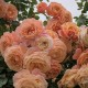 Peach Melba