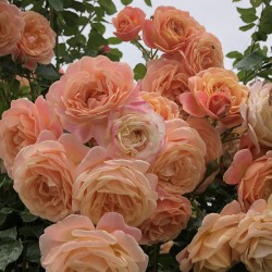 Peach Melba