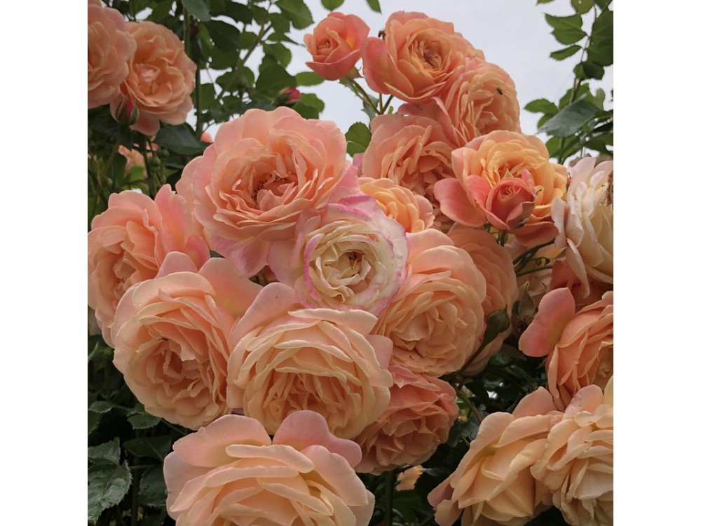 Peach Melba