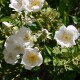 Philadelphus         