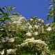 Philadelphus         