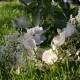 Philadelphus         
