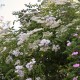 Philadelphus         
