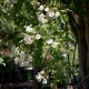 Philadelphus         