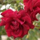 Red Parfum
