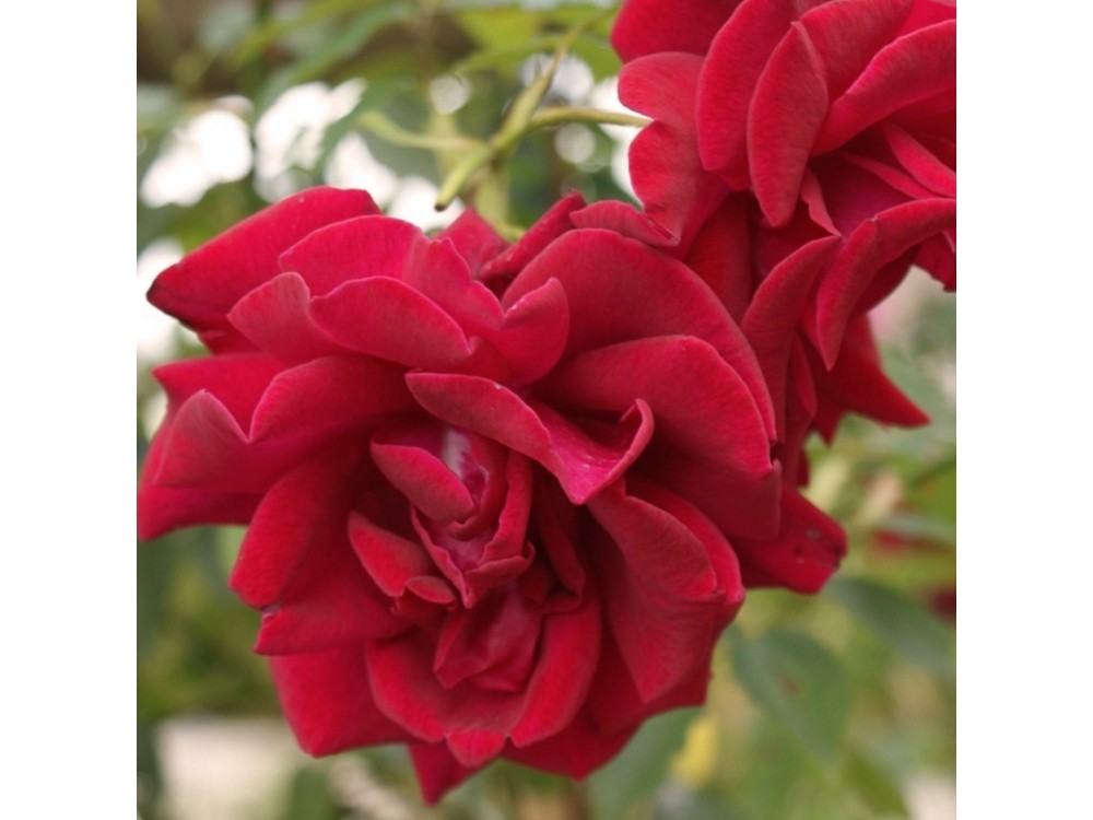 Red Parfum