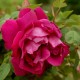 Rose à Parfum de l'Haye