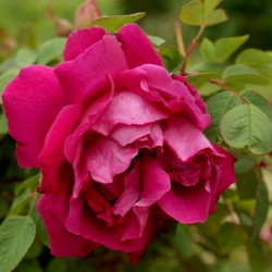Rose à Parfum de l'Haye