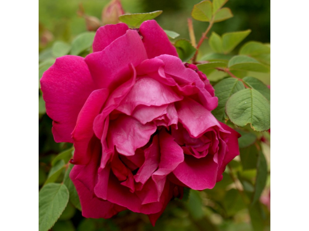 Rose à Parfum de l'Haye