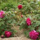 Rose à Parfum de l'Haye